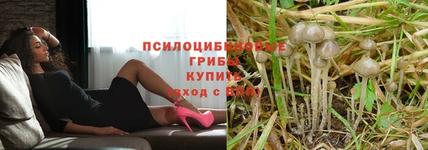 прущие грибы Алзамай